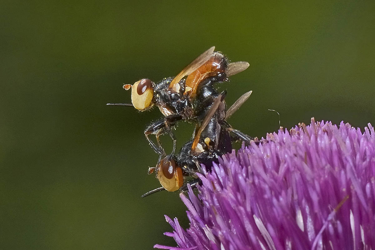 Melanosoma bicolor?